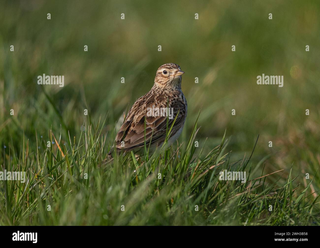 Eine detaillierte Aufnahme einer Skylark (Alauda arvensis), die ihr gestreiftes Gefieder zeigt. Saß auf einer grasbewachsenen Bank am Rande eines landwirtschaftlichen Feldes. Suffolk, Großbritannien. Stockfoto