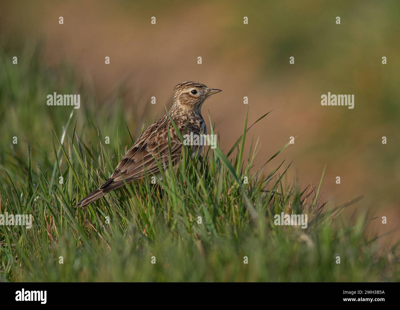 Eine detaillierte Aufnahme einer Skylark (Alauda arvensis), die ihr gestreiftes Gefieder zeigt. Auf dem Grasufer am Rande eines landwirtschaftlichen Feldes. Suffolk, Großbritannien. Stockfoto