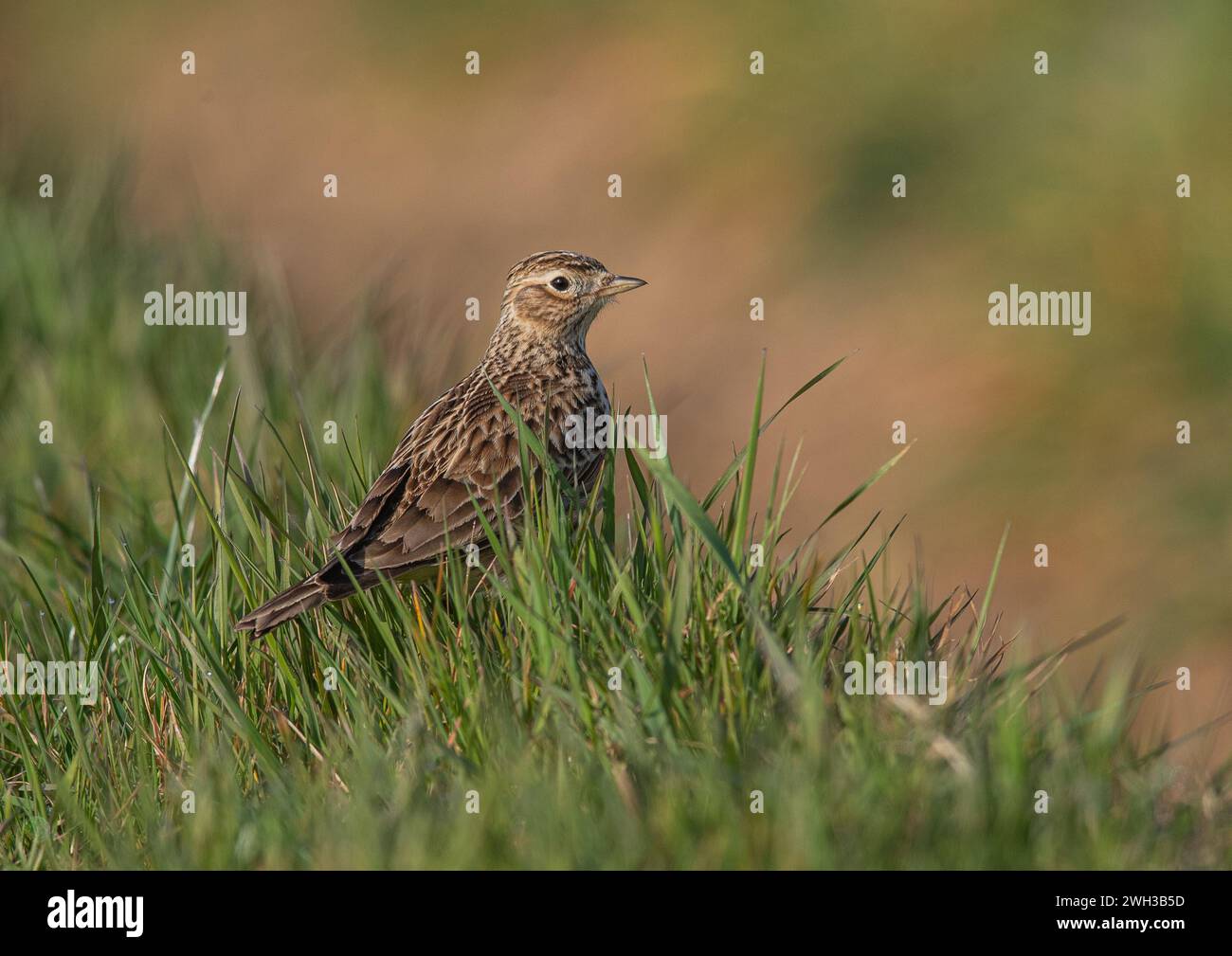 Eine detaillierte Aufnahme einer Skylark (Alauda arvensis), die ihr gestreiftes Gefieder zeigt. Auf dem Grasufer am Rande eines landwirtschaftlichen Feldes. Suffolk, Großbritannien. Stockfoto
