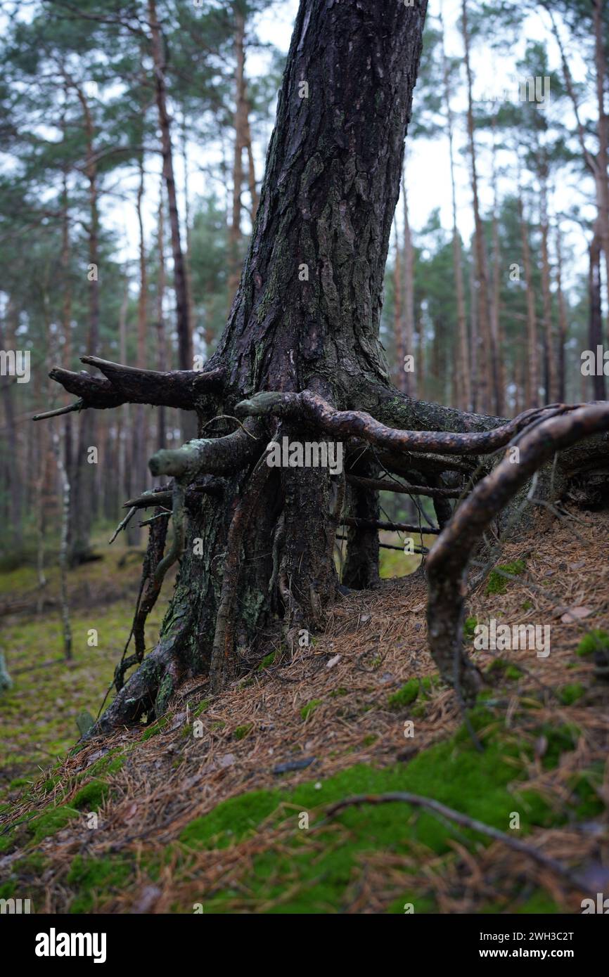 Im Herbst in Polen wurden Wurzeln im Wald ausgewaschen Stockfoto