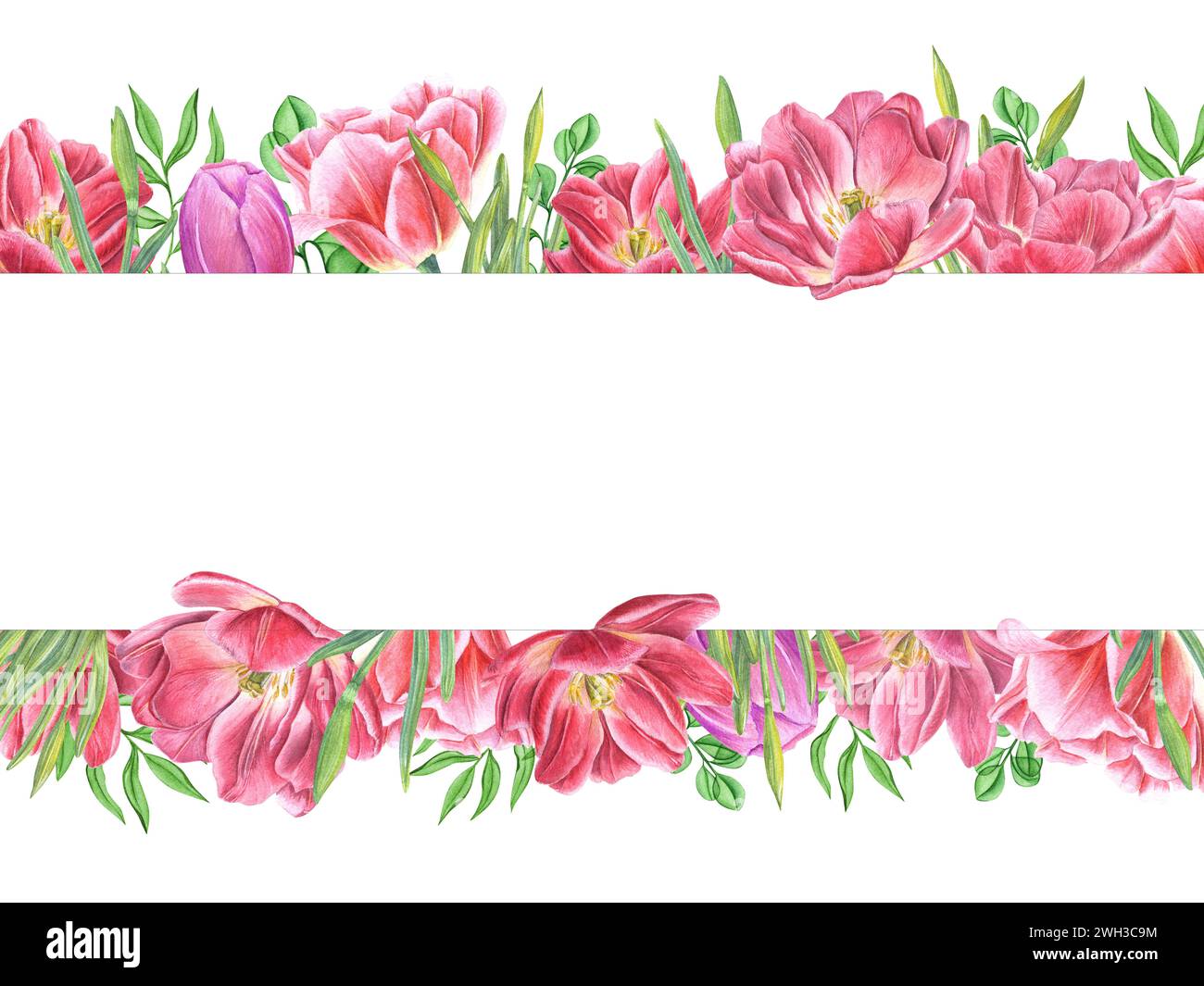 Doppelte rosa Tulpen, Narzissen Knospen mit Grün. Horizontaler Rahmen mit Textraum. Frühlingsblumen, Blätter. Aquarellillustration für Einladung Stockfoto