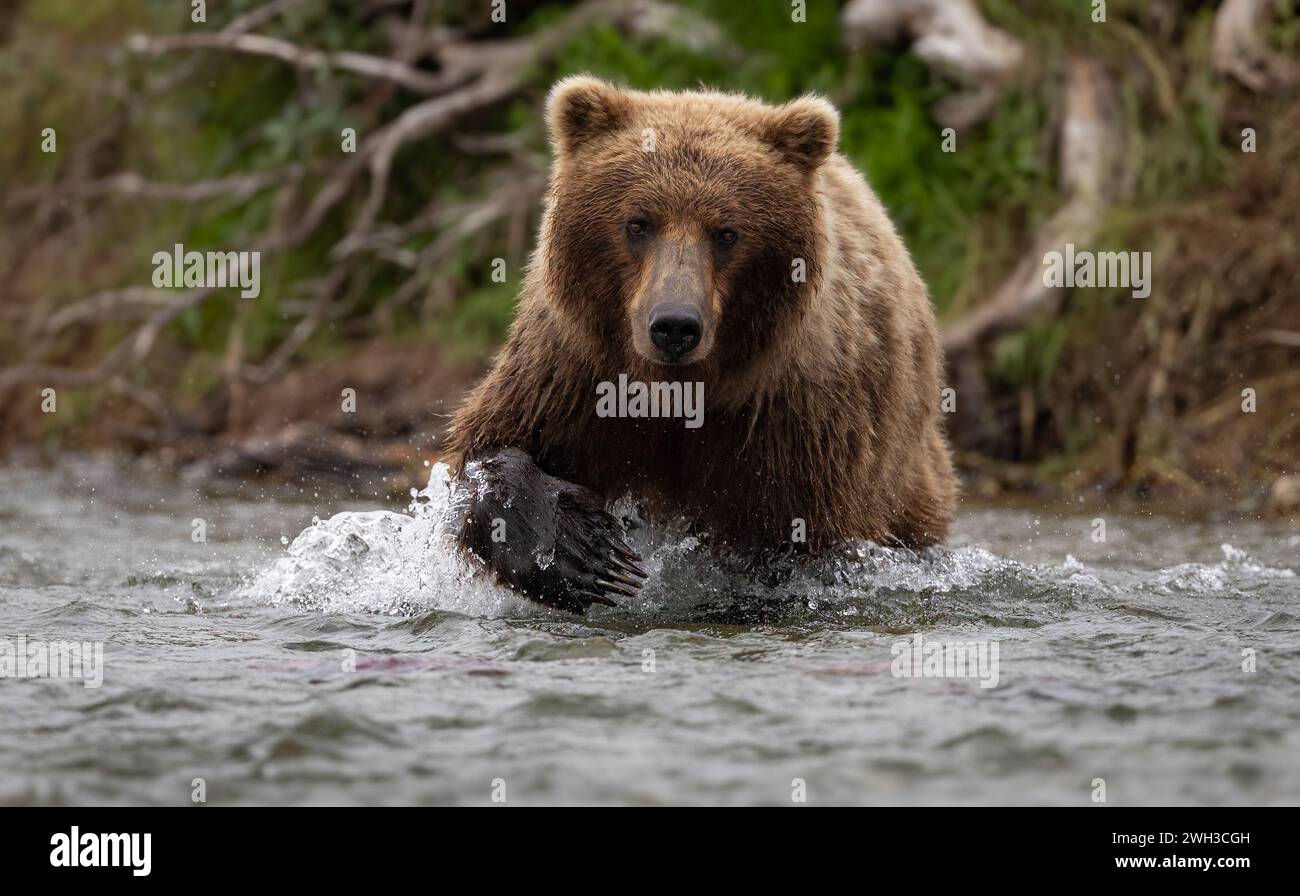 Braunbär fischt Lachse in Alaska Stockfoto