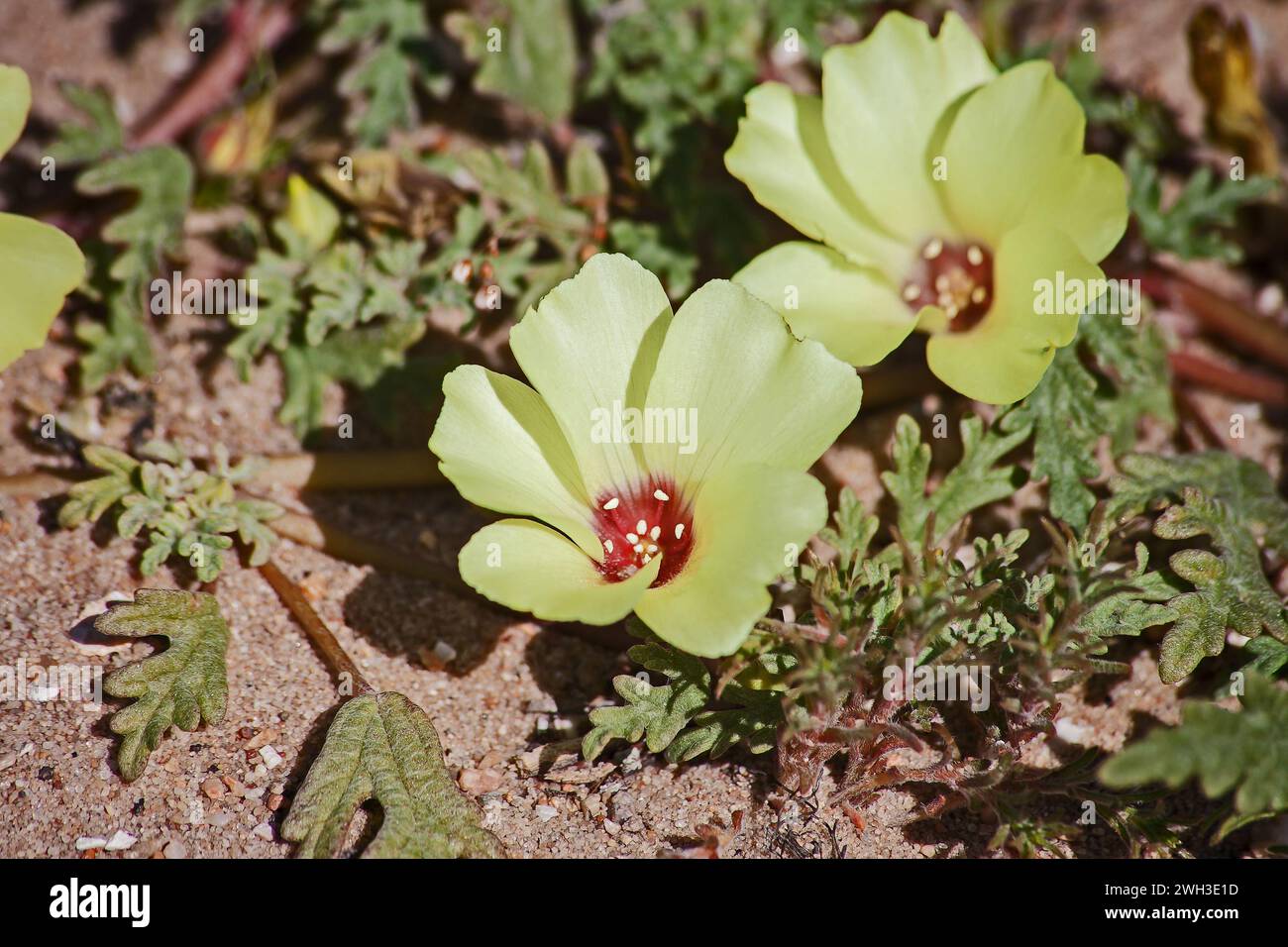 Teufelsdorn Tribulus zeyheri 11406 Stockfoto