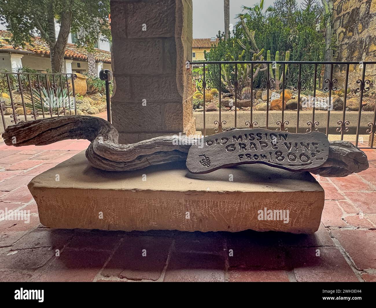 Santa Barbara, CA, USA - 18. Dezember 2023: Nahaufnahme der Old Grave Rebe aus dem Jahr 1800 im Innenhof der Old Mission Stockfoto