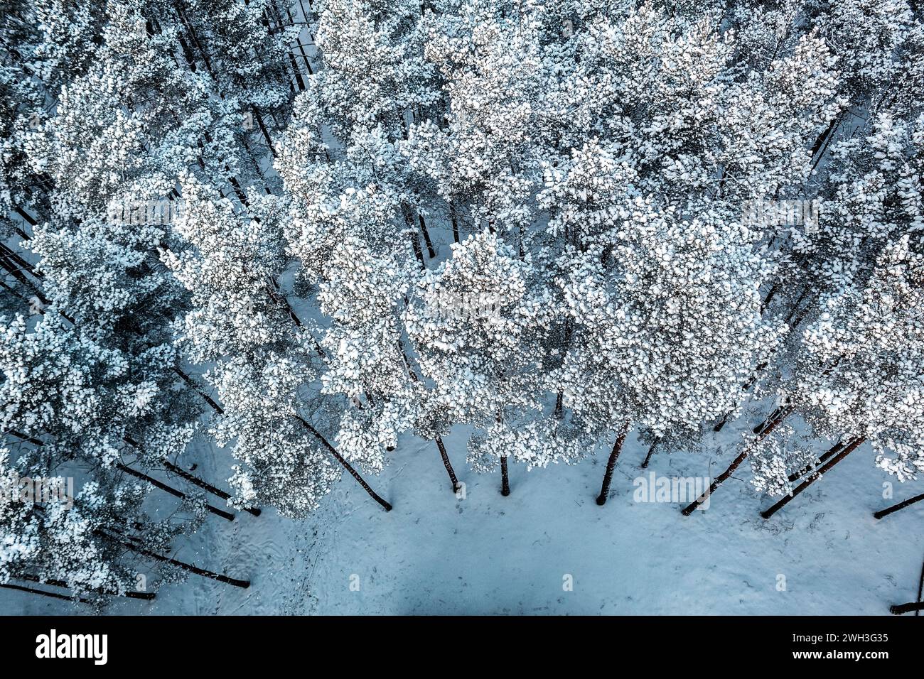 Drohnen-Winterfoto von Pinien, die mit Schnee und Raureif bedeckt sind Stockfoto