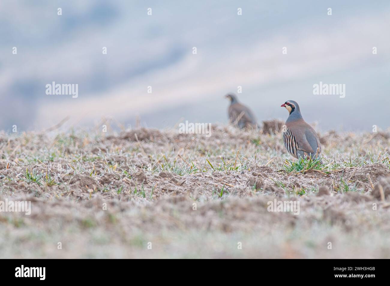 Chukar Rebhühner (Alectoris chukar) füttern auf dem Feld. Stockfoto