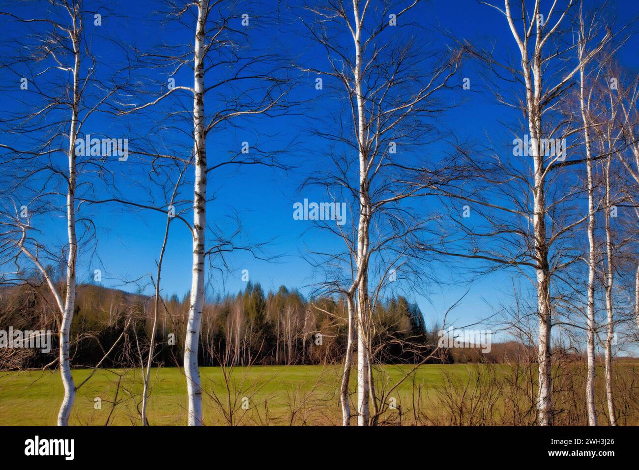 ZEITGENÖSSISCHE KUNST: Silberbirken (Gattung Betula) in der Bucher Laichfilze (Moor) bei Bichl, Oberbayern Stockfoto