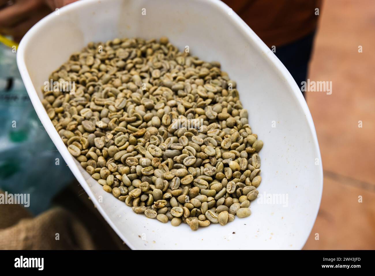 Selektiver Arabica-Kaffee, grüne Samen in weißem Plastiklöffel, Nahaufnahme mit selektivem Fokus Stockfoto