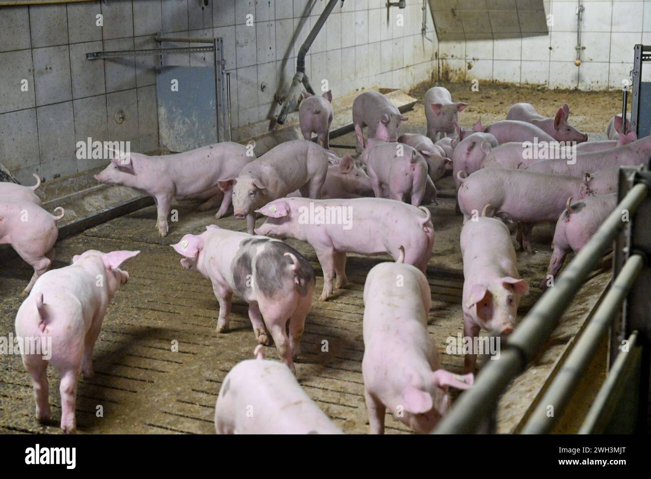 Landwirtschaft, Schweinebauer 07.02.2024, Obernberg am Inn, AUT, Landwirtschaft, Schweinebauer, im Bild Schweine, Schweinestall, Aufzucht, Stand, Boden, Spaltboden, Hausschwein, Mastschwein, Schweinemastbetrieb, Mast, Maesten, Stallhaltung, Tiere, Saeugetiere, Nutztiere, Schweineproduktion, Fleisch, Produktion Oberoesterreich *** Landwirtschaft, Schweinehalter 07 02 2024, Obernberg am Inn, AUT, Landwirtschaft, Schweinehalter, auf dem Bild Schweine, Schweine, Aufzucht, Stall, Boden, Lattenboden, Hausschwein, Mastschwein, Schweinemast, Mastbetrieb, Mastbetrieb, Mast, Stallhaltung, Tiere, Säugetiere, Nutztiere, pi Stockfoto