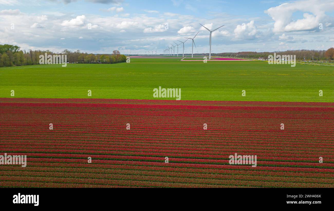 Feld mit Tulpenblumen und Windmühlenpark in den Niederlanden an einem sonnigen Tag Stockfoto