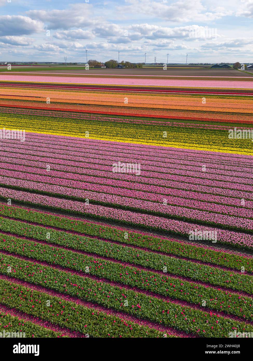 Luftdrohnenfoto von bunten Tulpenzwiebeln in voller Blüte Stockfoto