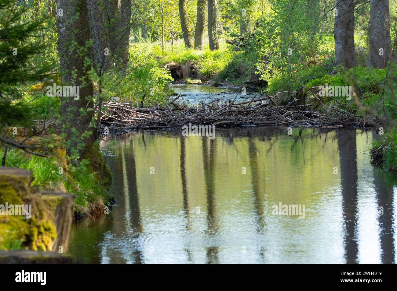 Ein Biberdamm an einem kleinen Fluss im Nationalpark Bayerischer Wald. Stockfoto