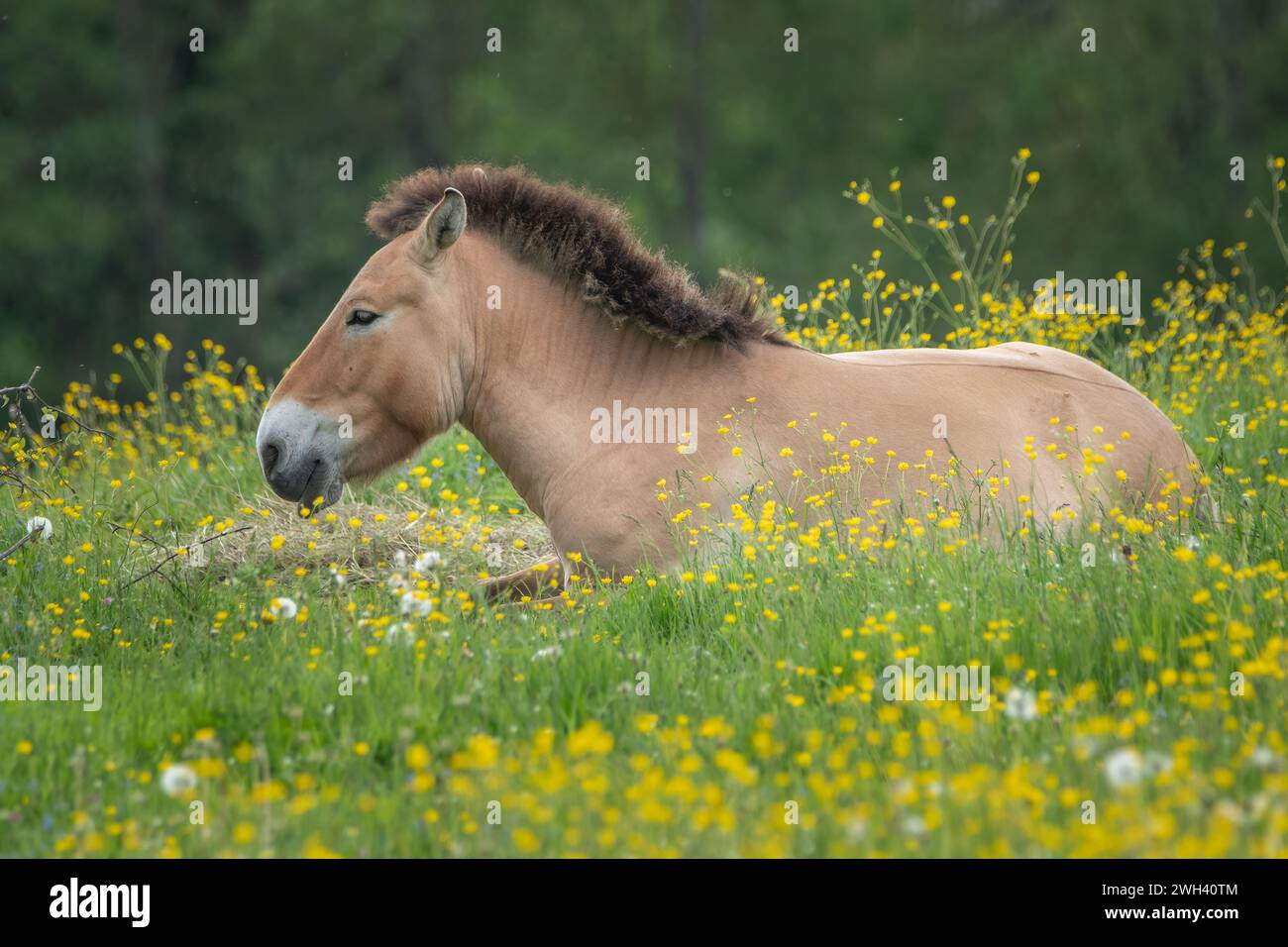 Ein Przewalski Pferd, das auf einer wunderschönen Wiese voller gelber Blumen im Nationalpark Bayerischer Wald sitzt Stockfoto