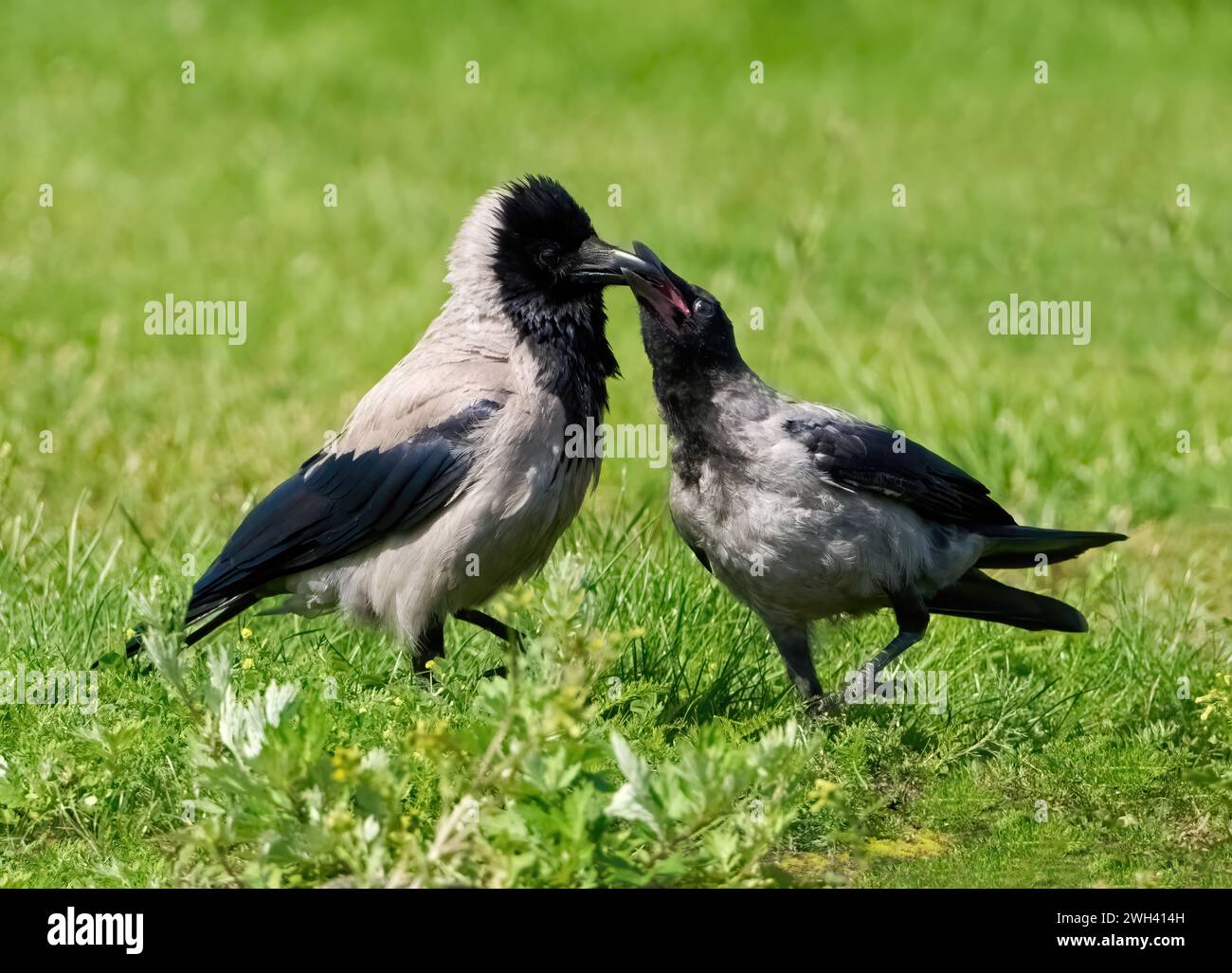 Zwei Kapuzenkrähen (Corvus cornix) - ältere Jungvögel verlangen Nahrung vom erwachsenen Vogel auf einer Wiese Stockfoto