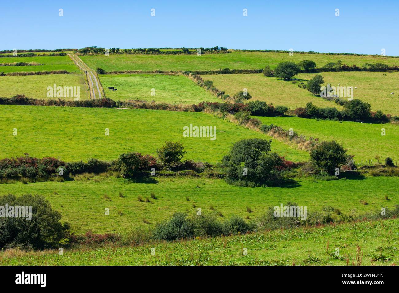 Kleine Felder auf dem Bauernhof Stockfoto