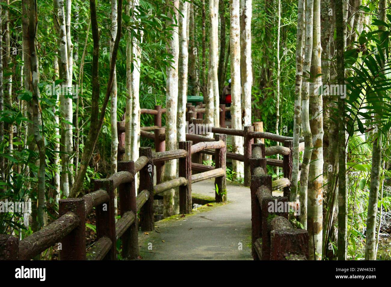 Pfad durch den wilden Park-Dschungel in Krabi Stockfoto