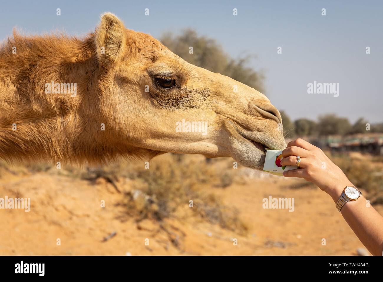 Die Hand der Frau ernährt das Dromedarkamel (Camelus dromedarius) in der Wüste, Digdaga Farm, Vereinigte Arabische Emirate. Stockfoto