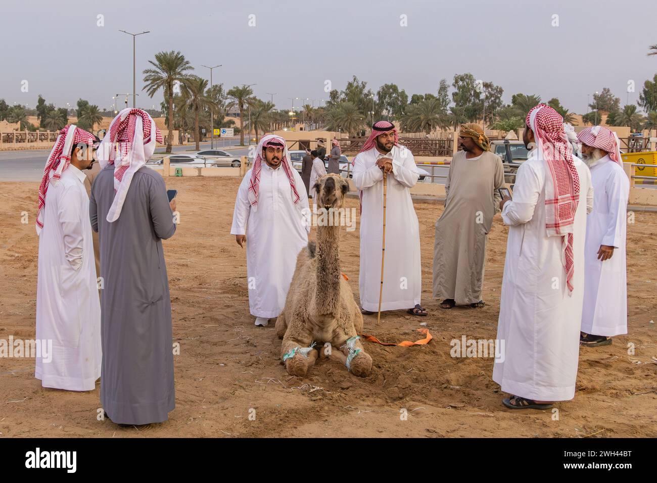 Naher Osten, Saudi-Arabien, Al-Qassim, Buraydah. November 2023. Kamele auf dem Al Qassim Viehmarkt kaufen und verkaufen. Stockfoto