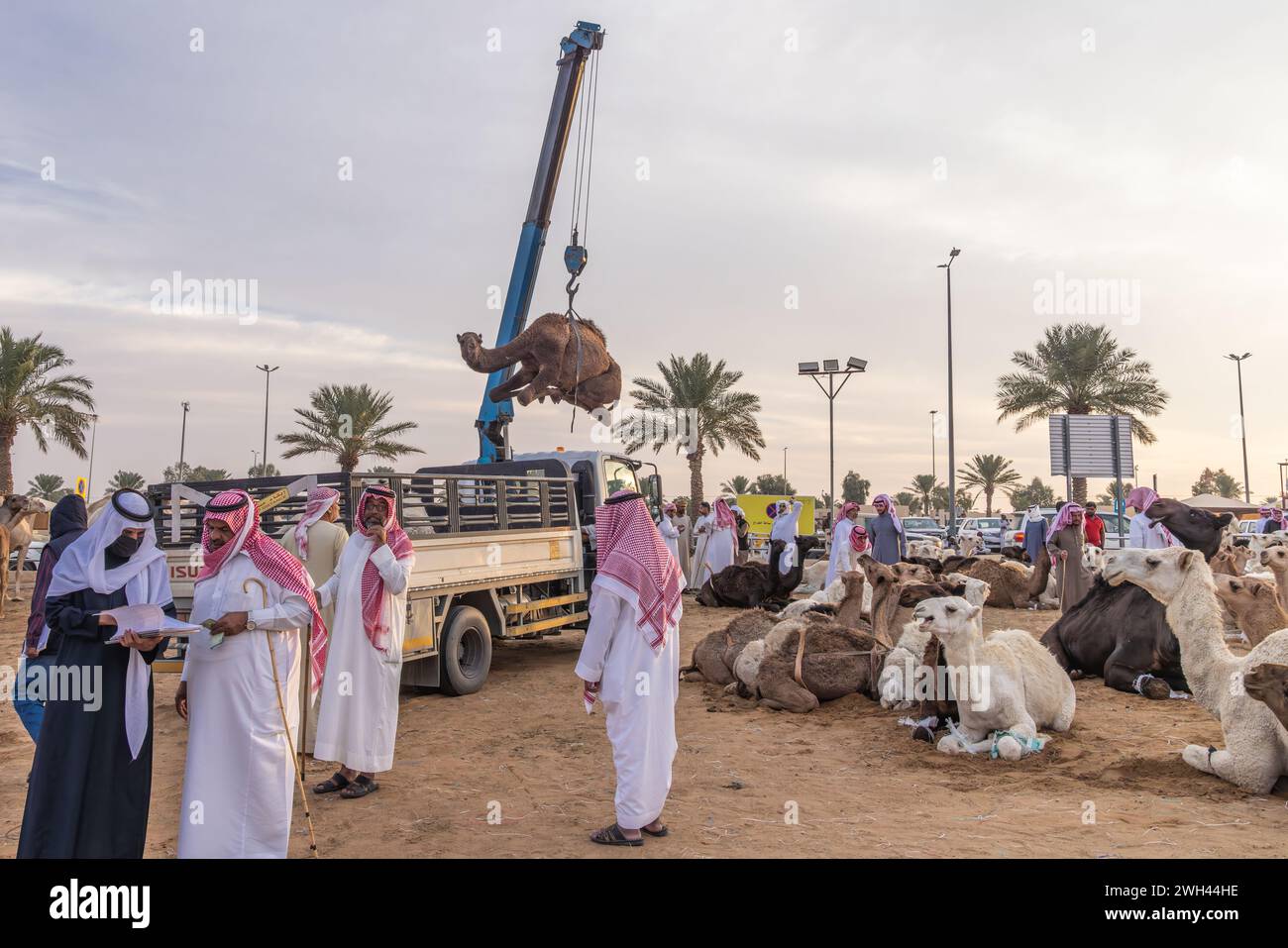 Naher Osten, Saudi-Arabien, Al-Qassim, Buraydah. November 2023. Verkaufte Kamele auf einen LKW auf dem Al Qassim Viehmarkt zu heben. Stockfoto