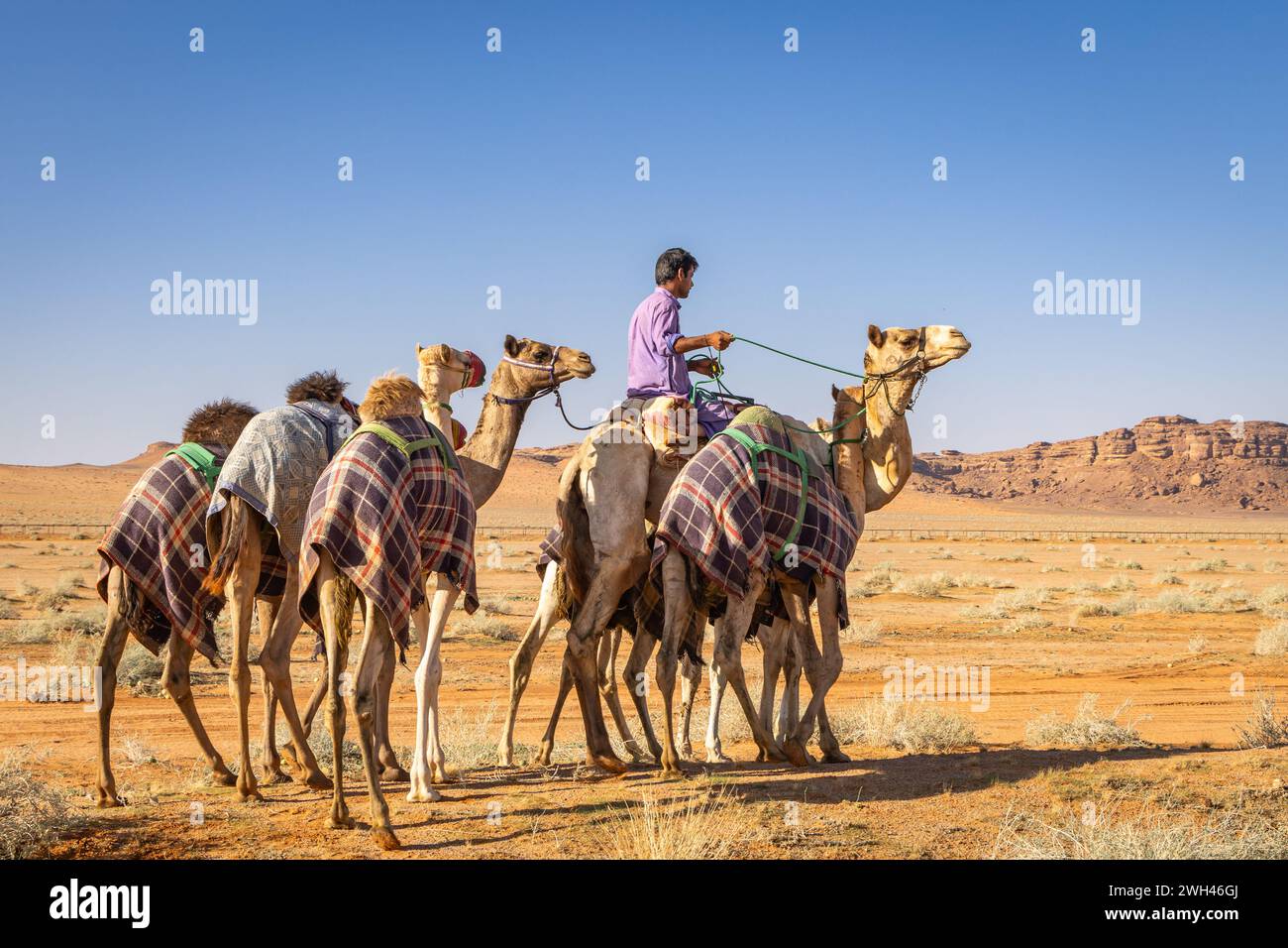 Naher Osten, Saudi-Arabien, Provinz Tabuk, Tayma. November 2023. Kameltrainer mit kleiner Jungtierherde. Stockfoto