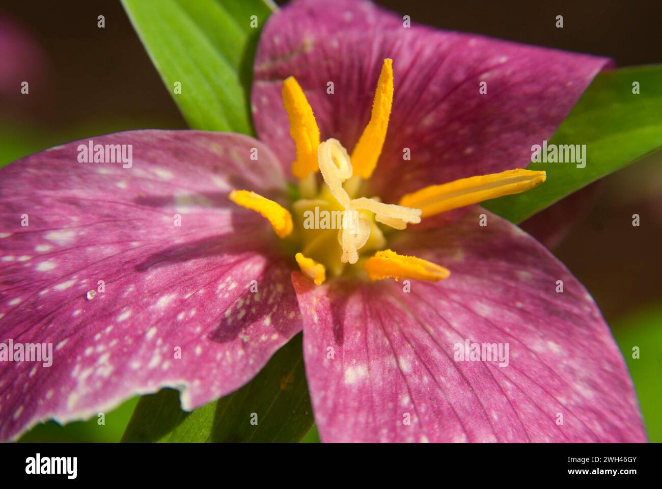 Trillium, Tryon Creek State Park, Oregon Stockfoto