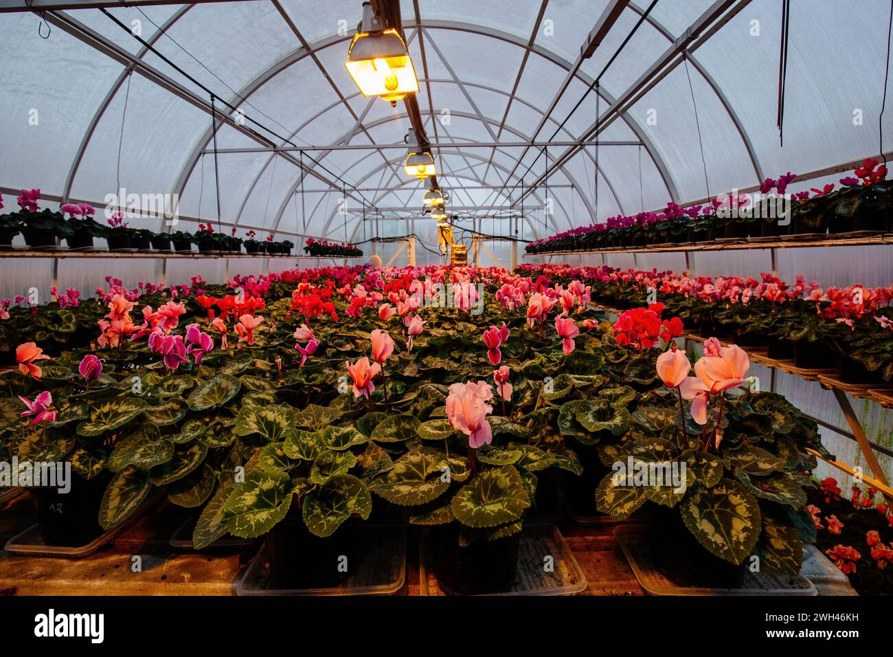 Blühende Cyclamen in modernen Gewächshäusern, selektiver Fokus. Stockfoto