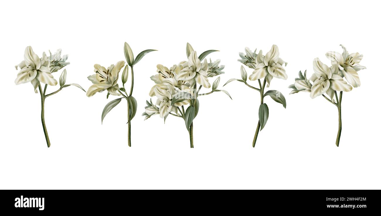Aquarellset von Zweigen weißer Lilien. Blumen, Knospen, Blätter, Stiele. Dekoration für Hochzeit, Kommunion, Taufe, Ordensdekoration Stockfoto