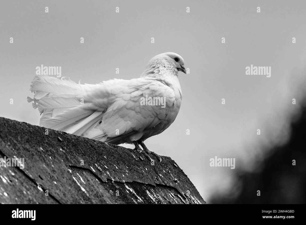 Weißer Taubenvogel, der auf dem Dach der Farm sitzt. Schwarzweiß-Fotografie. Stockfoto