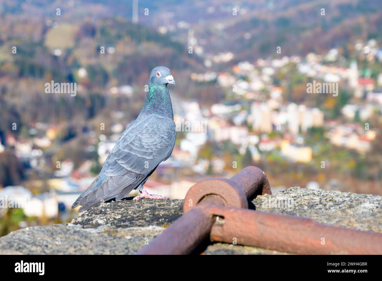 Taube, die am sonnigen Herbsttag auf dem Felsen sitzt. Bokeh-Hintergrund einer kleinen Bergstadt. Stockfoto