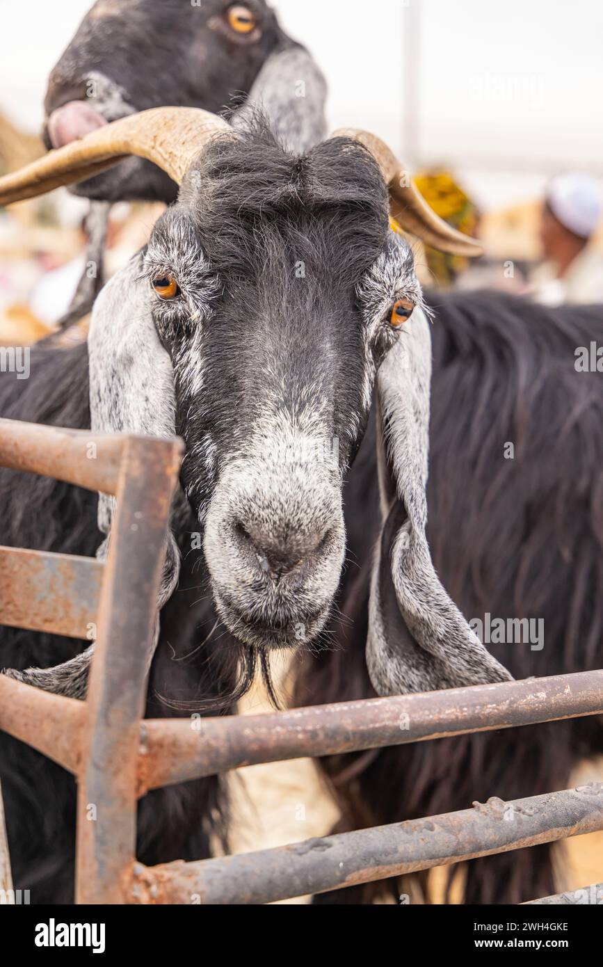 Naher Osten, Saudi-Arabien, Al-Qassim, Buraydah. Eine Ziege auf dem Al Qassim Viehmarkt. Stockfoto