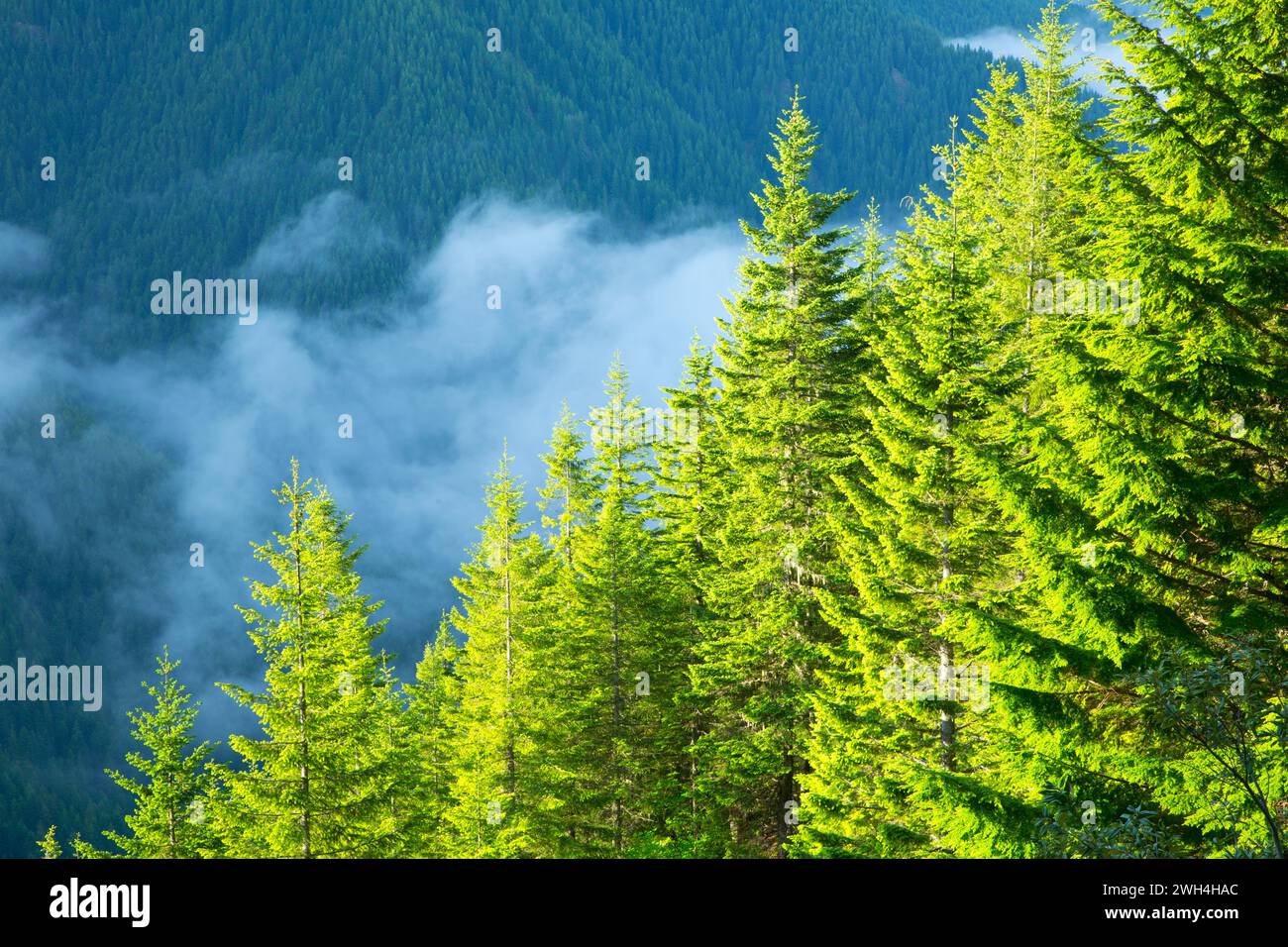 Blick auf den Wald vom Natural Rock Arch Trail, Santiam State Forest, Oregon Stockfoto