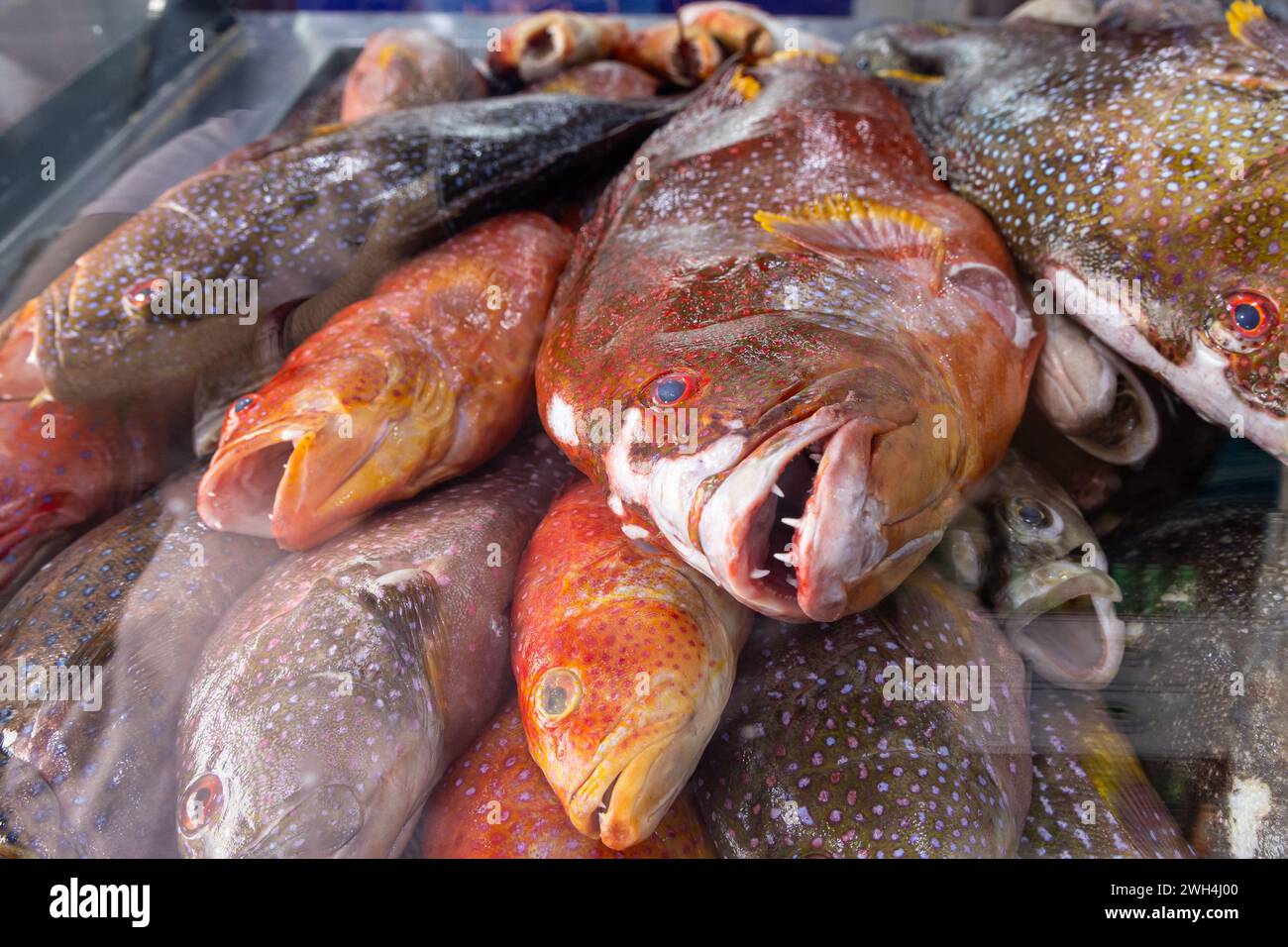 Naher Osten, Saudi-Arabien, Tabuk, Duba. Frischer Fisch auf einem Markt in der Hafenstadt Duba. Stockfoto