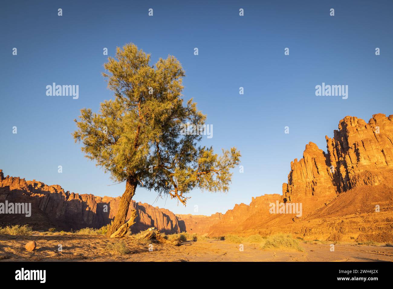 Naher Osten, Saudi-Arabien, Tabuk, Al-Disah. Wüstenlandschaft im Prince Mohammed bin Salman Natural Reserve. Stockfoto
