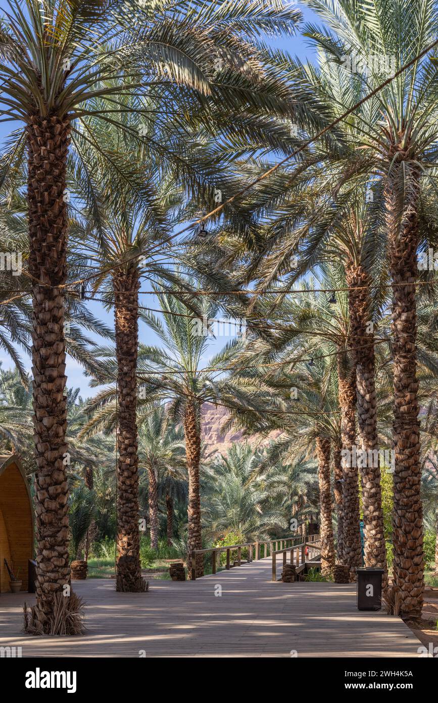 Naher Osten, Saudi-Arabien, Medina, Al-Ula. Palmen in der Daimumah-Oase Stockfoto