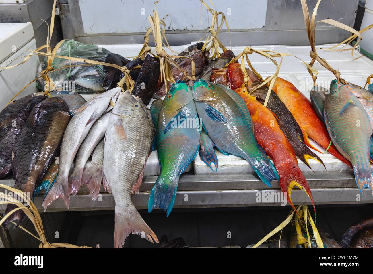 Naher Osten, Saudi-Arabien, Provinz Madinah, Medina. Farbenfroher frischer Fisch auf einem Markt in Medina. Stockfoto