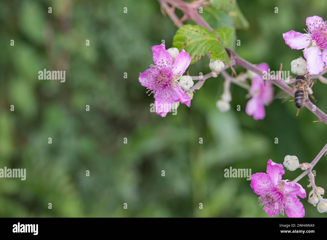 Nahaufnahme der Rubus ulmifolius-Blüten, die im Sonnenlicht im Freien wachsen Stockfoto