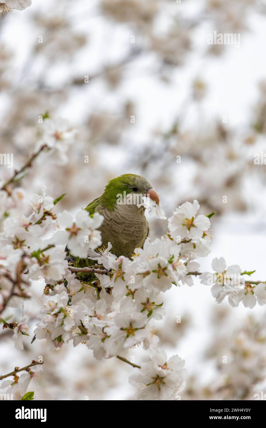 Der Mönchsittich Myiopsitta monachus, der im El Retiro Park in Madrid gesichtet wird, ist ein farbenfroher Papagei mit einem charakteristischen grünen Gefieder und langem Schwanz, oft auch Stockfoto