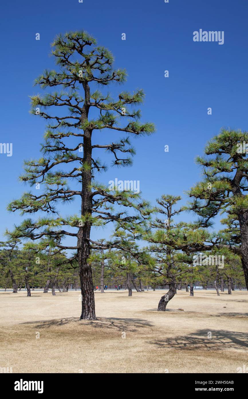 Gärten des Kaiserpalastes mit Kiefern in Tokio, Japan. Stockfoto