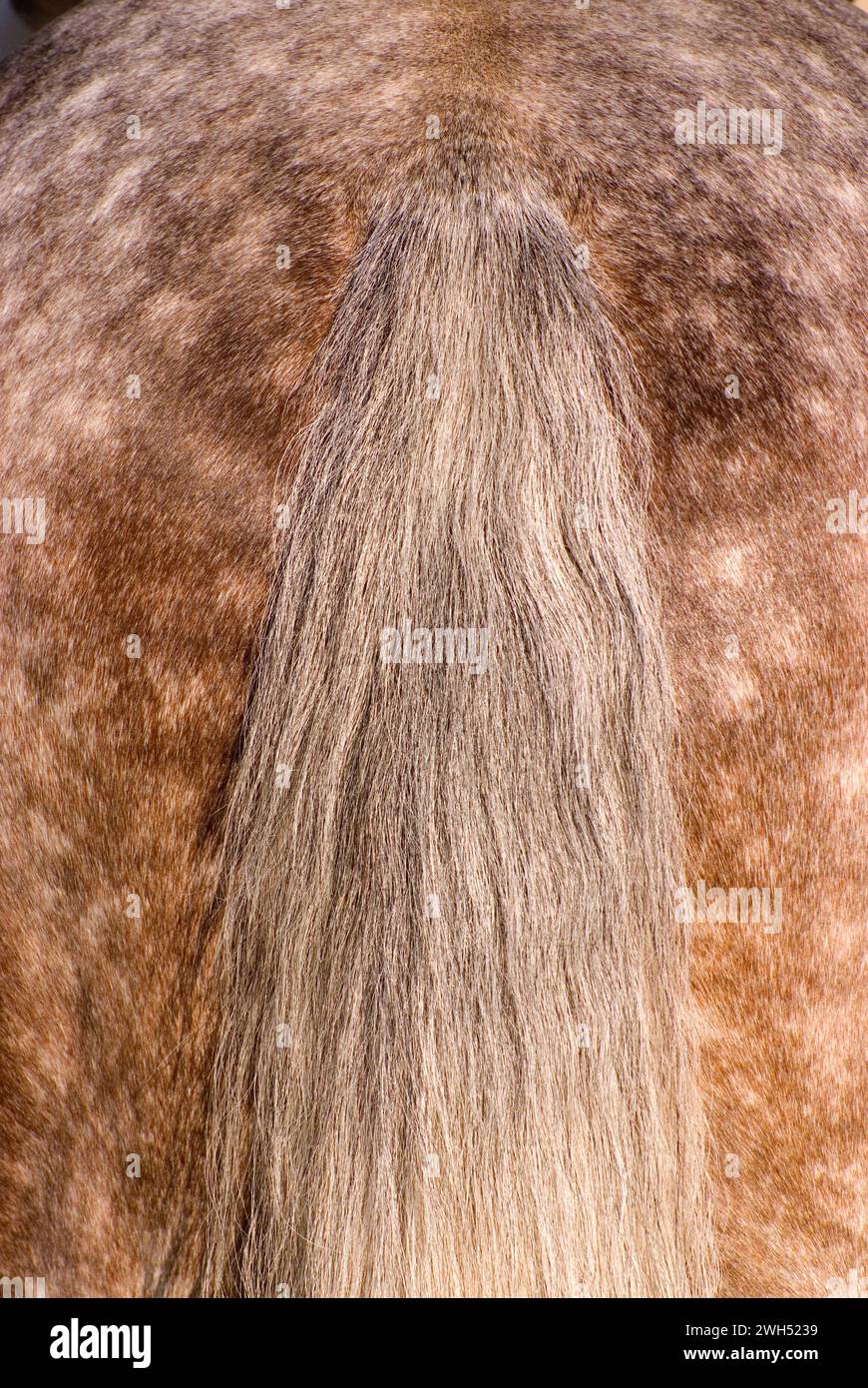 Pferdeschwanz, Brawley Farms Summer Classic Horse Show, Jefferson, Oregon Stockfoto
