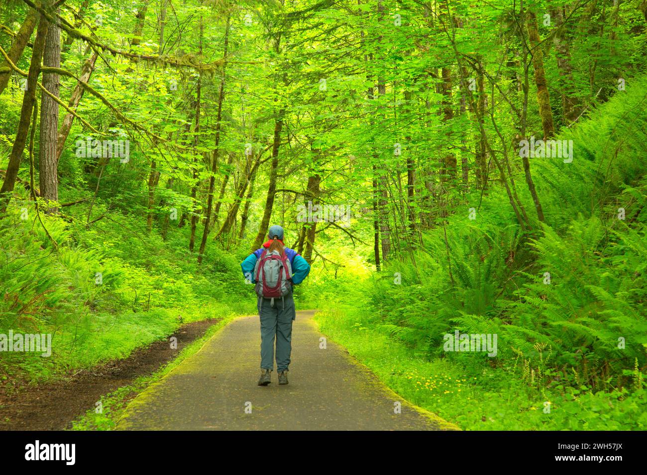 Rail Trail, Banken-Vernonia Linear Staatspark, Stub Stewart State Park, Oregon Stockfoto