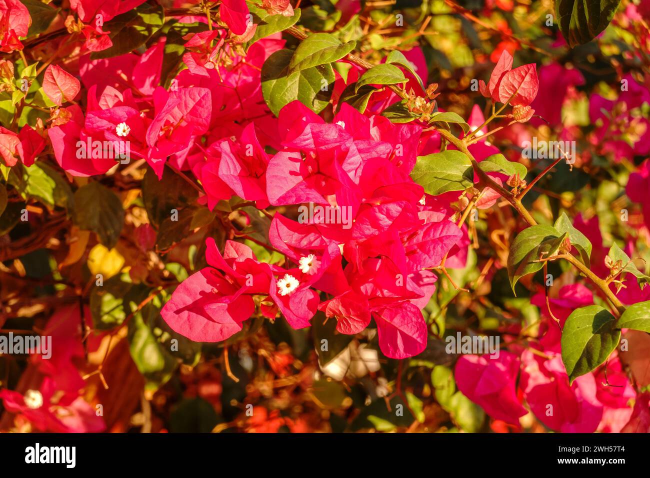 Bougainvillea, Papierblume Bougainvillea hybrida weicher Fokus mit unscharfem Hintergrund. Exotische, schöne kleine lila Bougainvillea Blume. Stockfoto