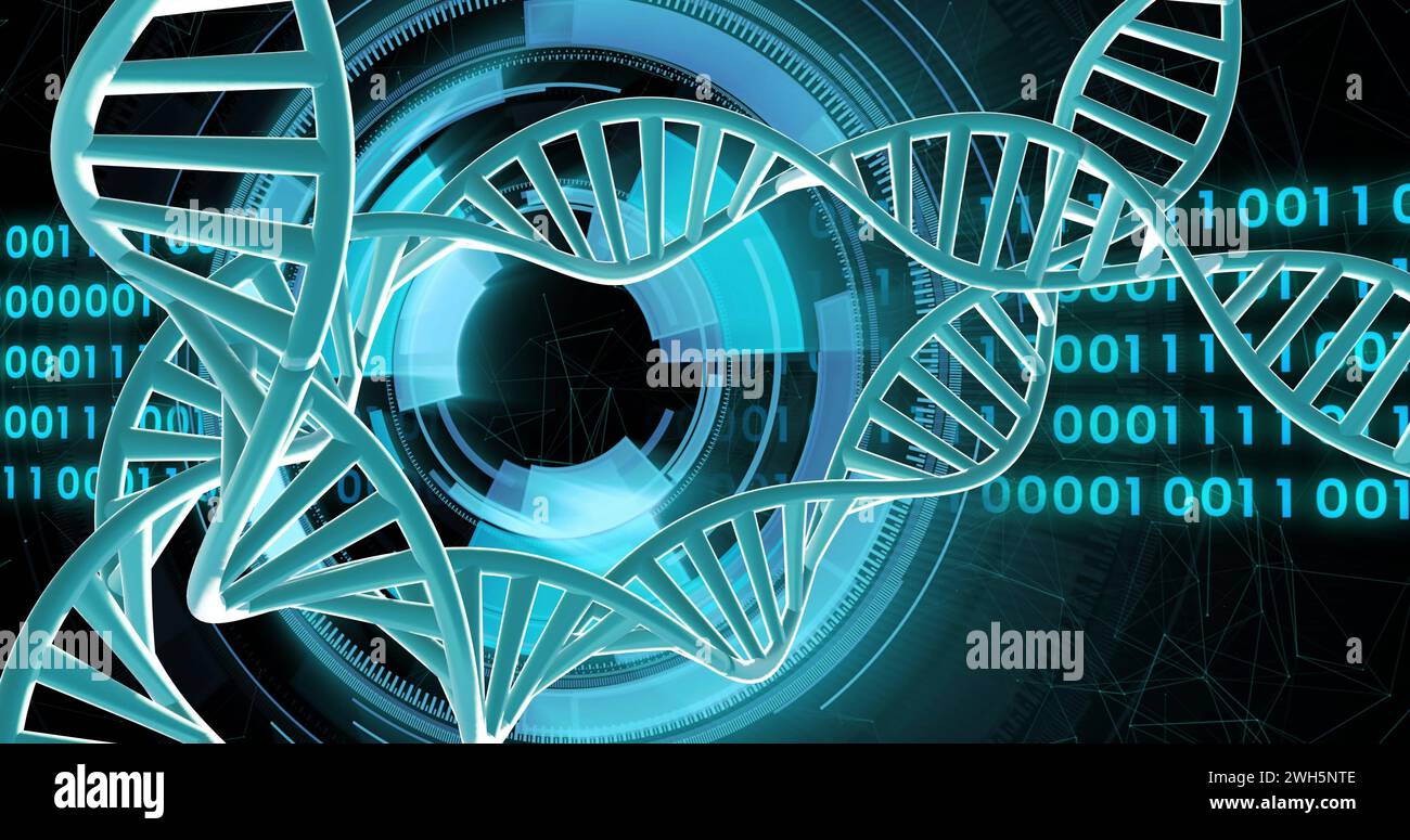 Bild von dna-Strängen, die sich mit Datenverarbeitung mit binärer Kodierung über schwarzem Hintergrund drehen Stockfoto