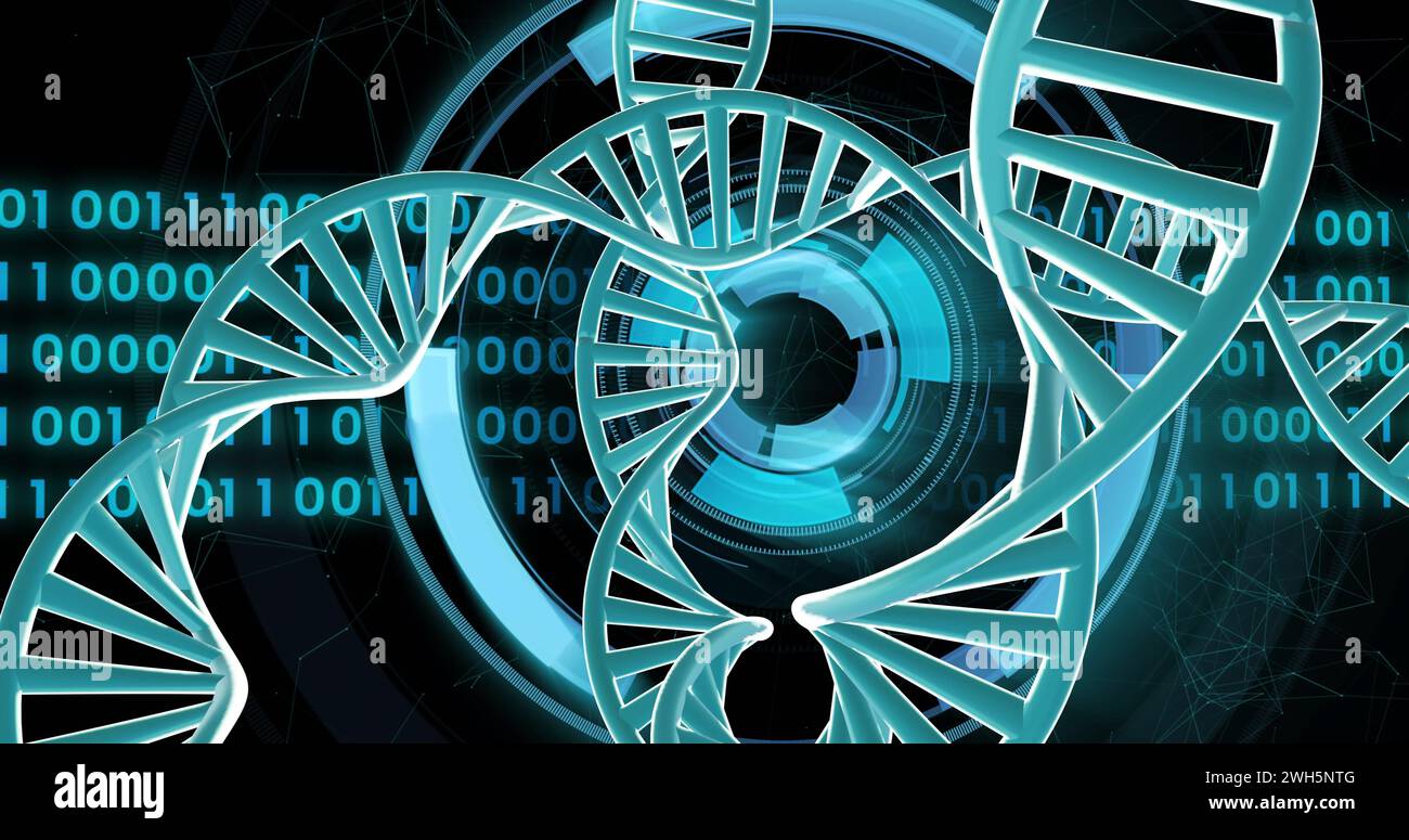 Bild von dna-Strängen, die sich mit Datenverarbeitung mit binärer Kodierung über schwarzem Hintergrund drehen Stockfoto
