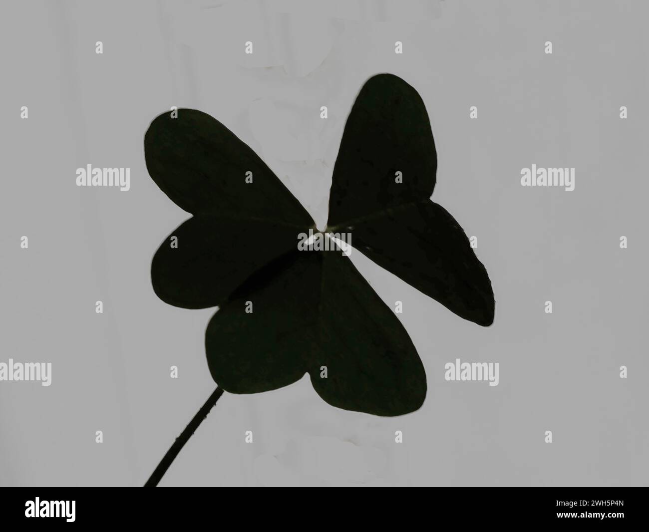 Clover's Leaves Nahaufnahme Stockfoto