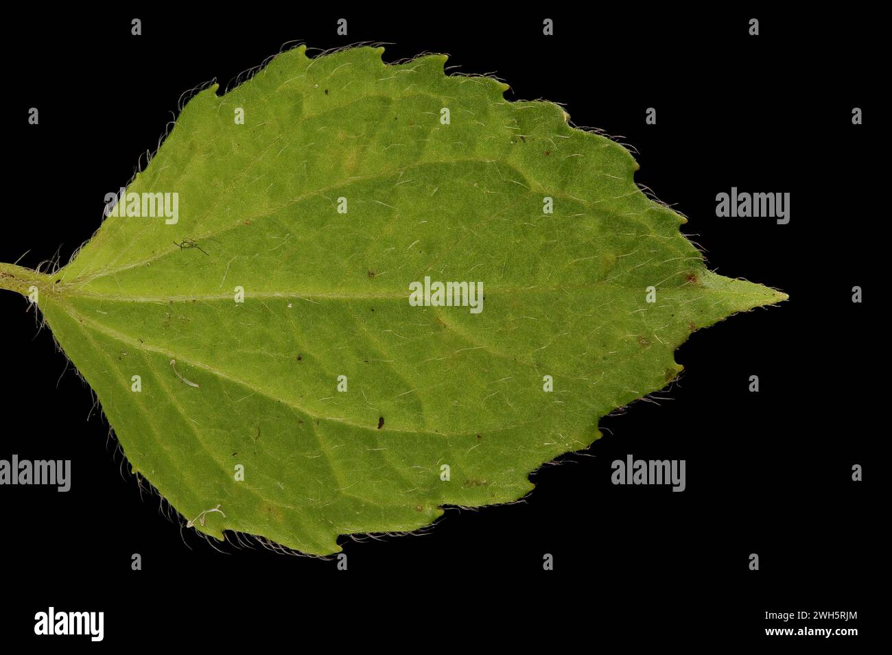 Shaggy Soldier (Galinsoga quadriradiata). Leaf-Nahaufnahme Stockfoto