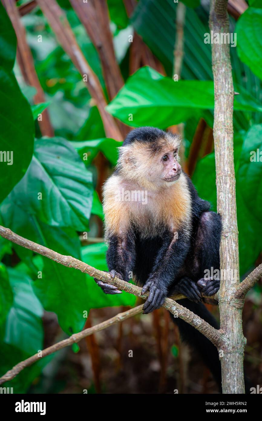 White Faced Affe in Costa Rica Stockfoto