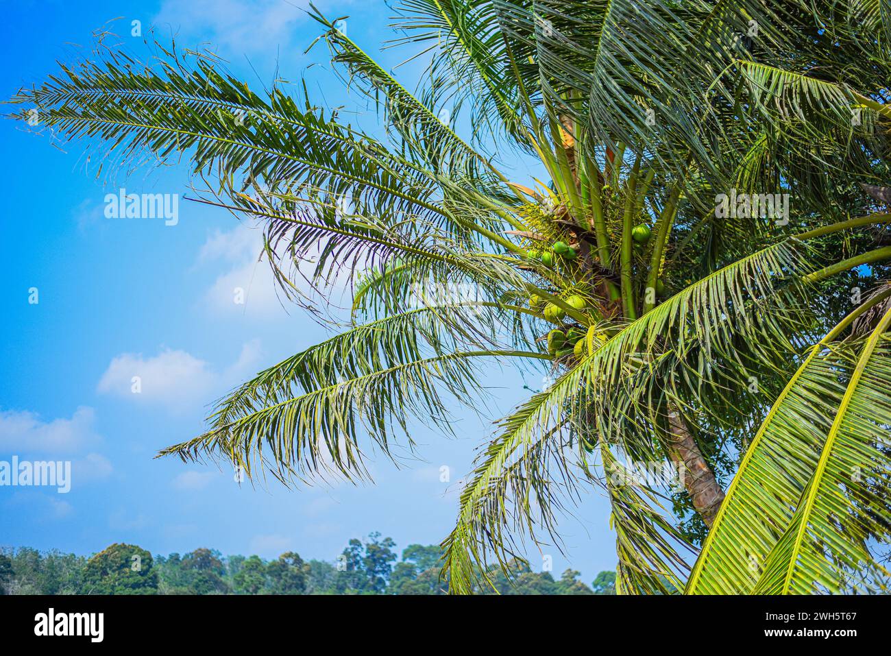 Kokospalme mit hoher blauer Himmelssättigung Stockfoto