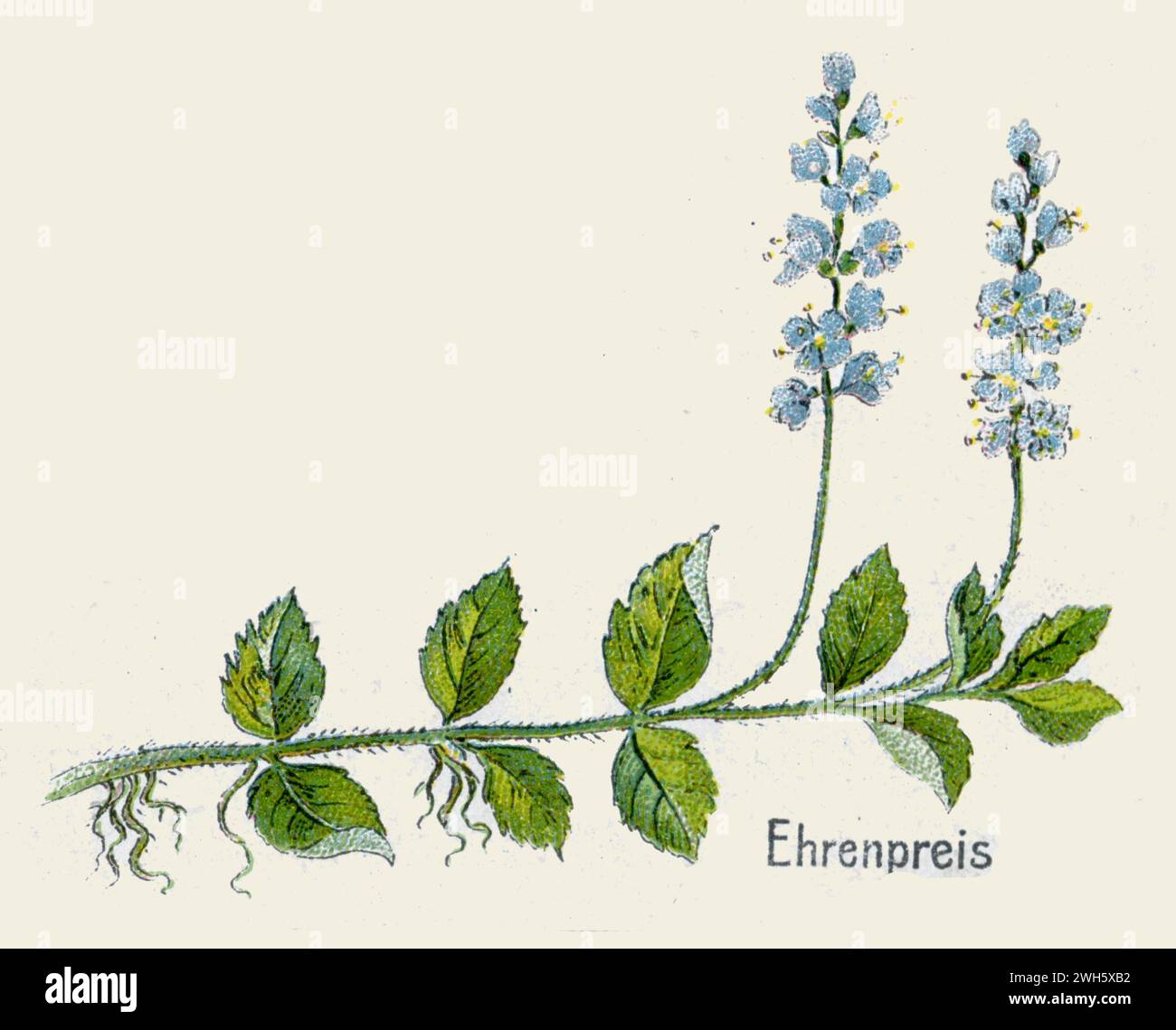 Heath Speedwell Veronica officinalis, (Botanik-Buch, 1908), echter Ehrenpreis Stockfoto
