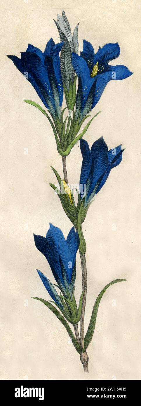 marsh Enzian Gentiana pneumonanthe, (Botanik-Buch, 1879), Lungen-Enzian Stockfoto