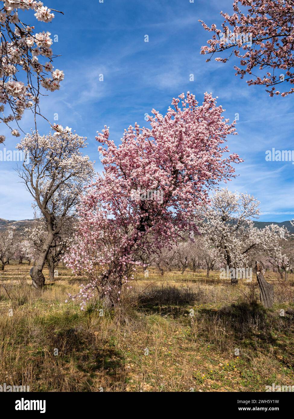 Blühende Mandelbäume. Mandelbaum. Weiße Blüten. Blumen Hintergrund. Frühling Kirschblüte Baum Hintergrund. Stockfoto